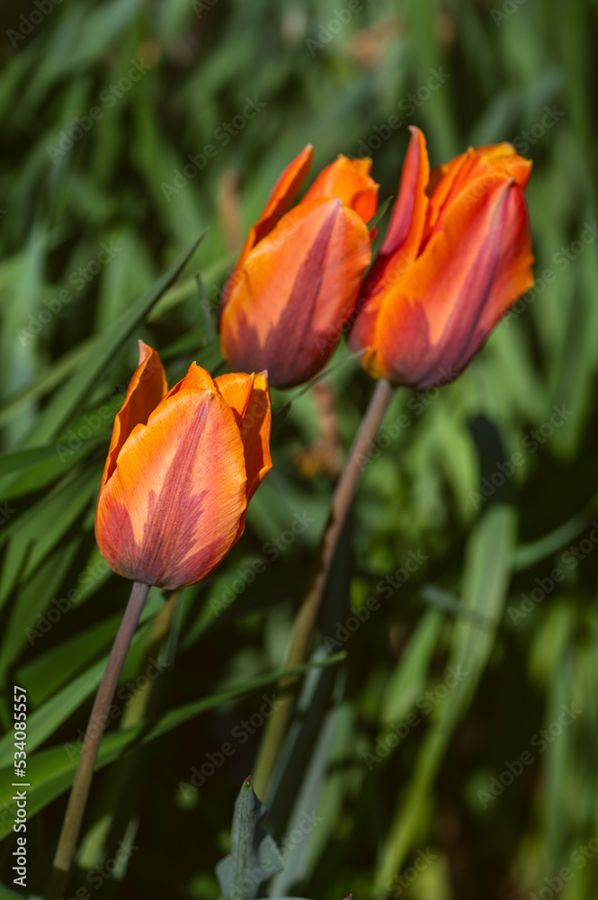 A group of orange and purple tulips