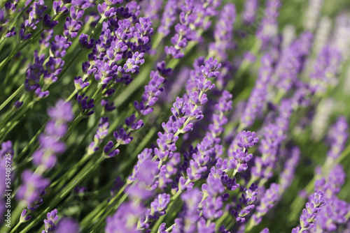 Beautiful blooming lavender plants in field on sunny day  closeup