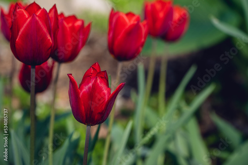 A group of red tulips