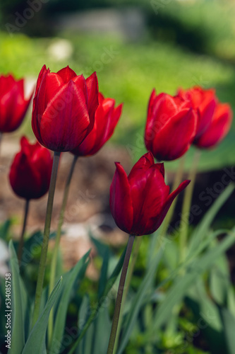 A group of red tulips