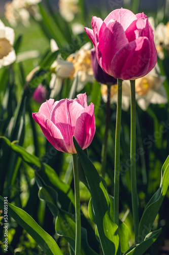 Two pink tulips in the Spring