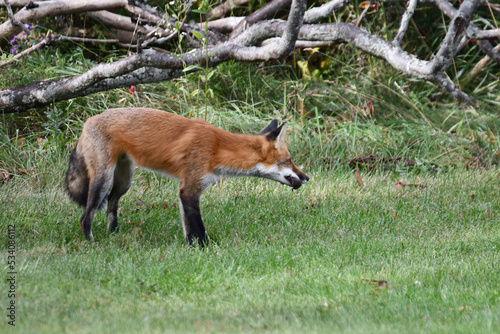 A red fox hunts along the edge of an urban park and catches a mouse in the tall grass