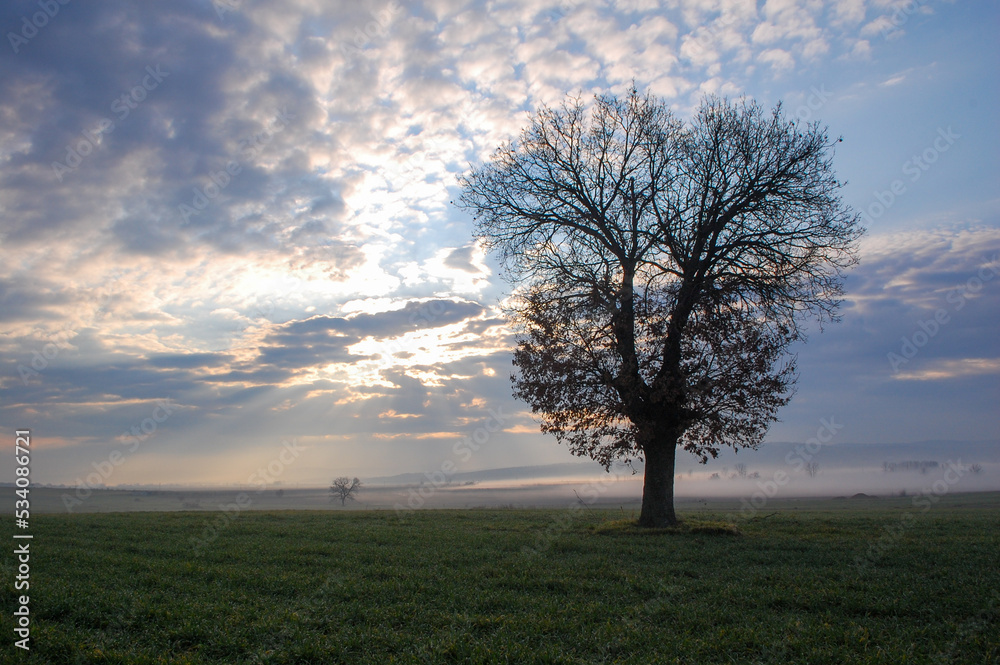 tree at sunset tree at sunset
