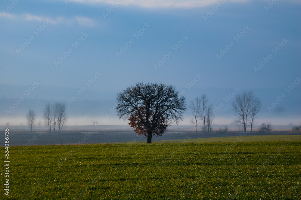 Obraz premium tree in the field