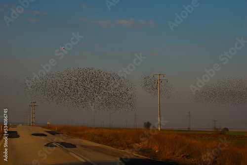 starlings