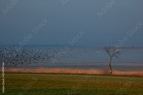 starlings