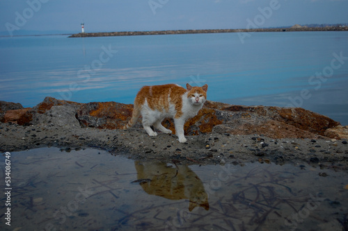 cat on the beach