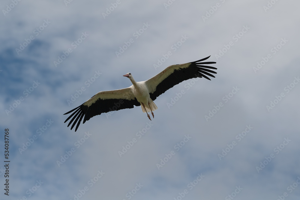 Obraz premium stork in flight