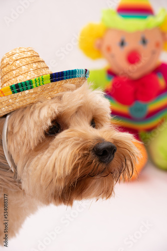 cute dog studio party