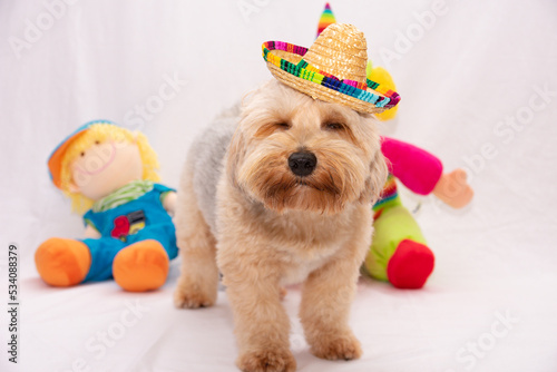 cute dog studio party