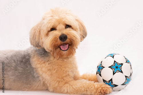 cute dog studio party