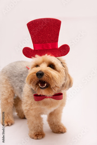 cute dog studio party