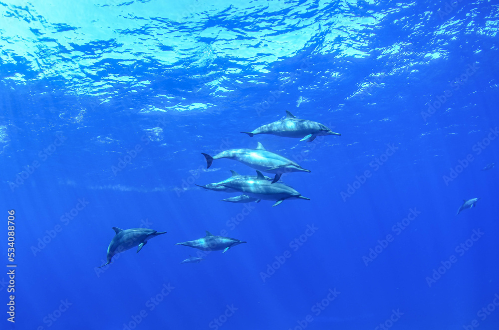 Spinner dolphins in blue Fernando de Noronha sea. Marine life. Scuba diving. Brazil