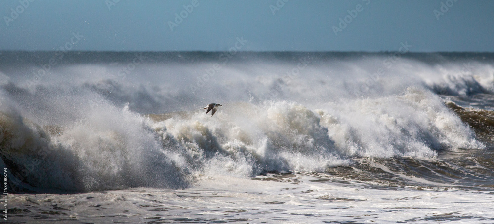 Seagull flying over rough Atantic Ocean waves