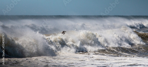 Seagull flying over rough Atantic Ocean waves
