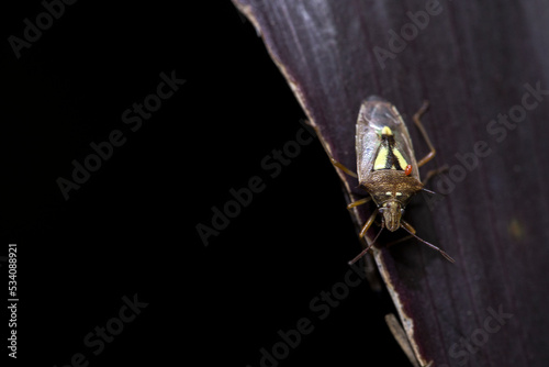 
beetle on the leaf photo