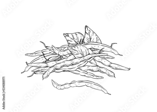 Hand drawn sketch black and white illustration set of string bean, leaf. Vector illustration. Elements in graphic style label, sticker, menu, package. Engraved style illustration.