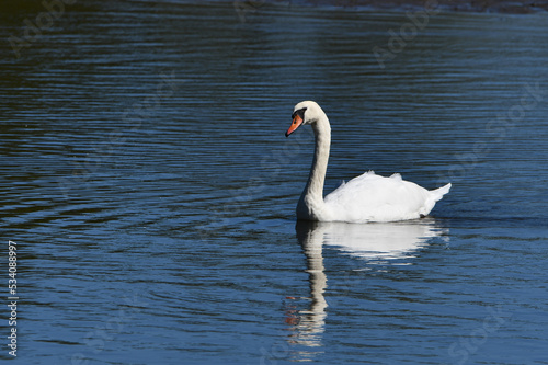 Beautiful Mute swan floating on a river