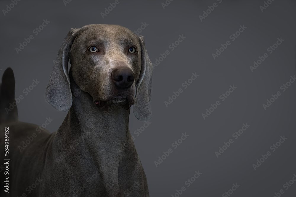  2022-07-12 HEAD SHOT OF A ADULT WEIMARANER WITH YELLOW TINTED EYES AND A FADED GRAY BACKGROUND-