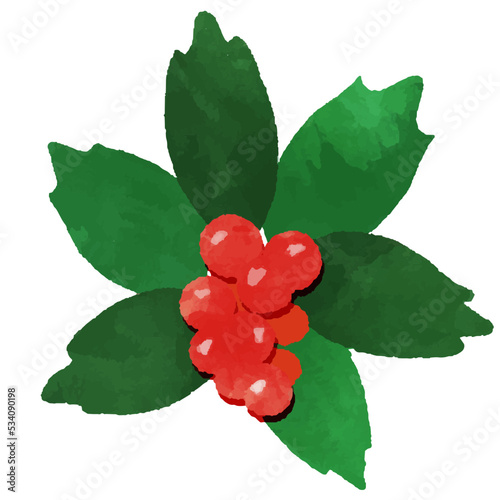 水彩風のヒイラギ クリスマス素材