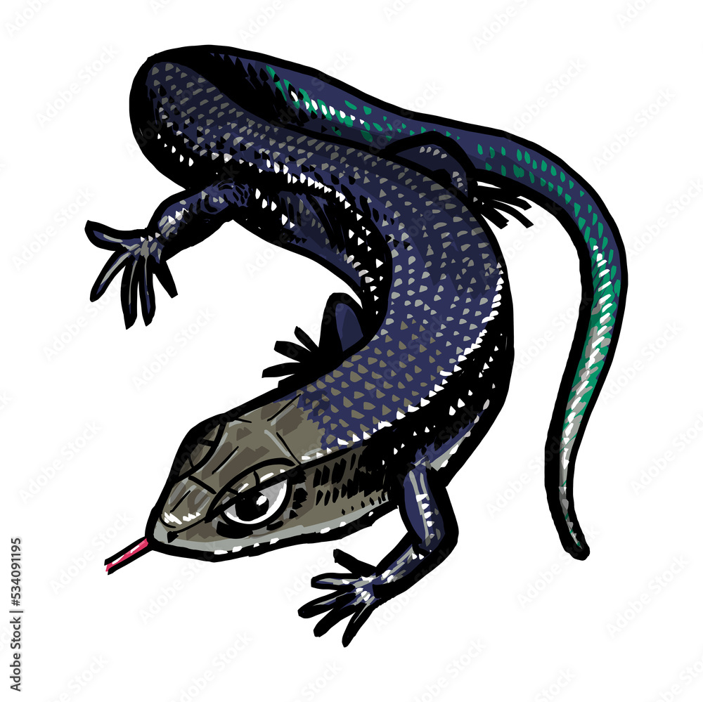 Fototapeta premium skink lizard
