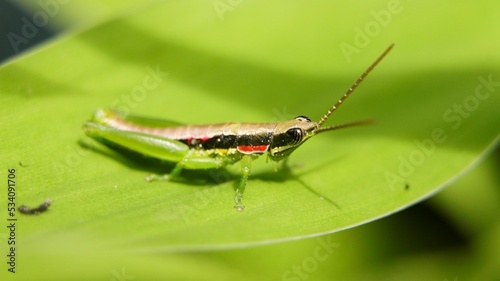 Closeup of a cute gaudy grasshopper with long antennas on a bright green leaf in a sunny forest