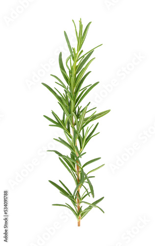 Rosemary isolated on transparent png