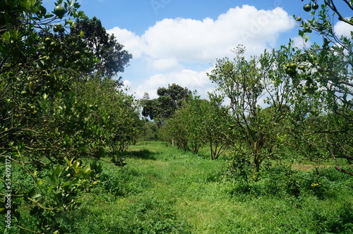 Tableau sur toile orange trees in the field