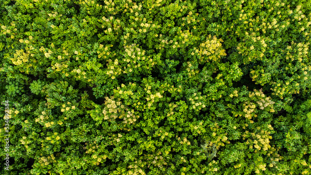 Aerial view of Cultivation trees and plantation in outdoor nursery. Beautiful agricultural garden. Cultivation business. Natural landscape background.