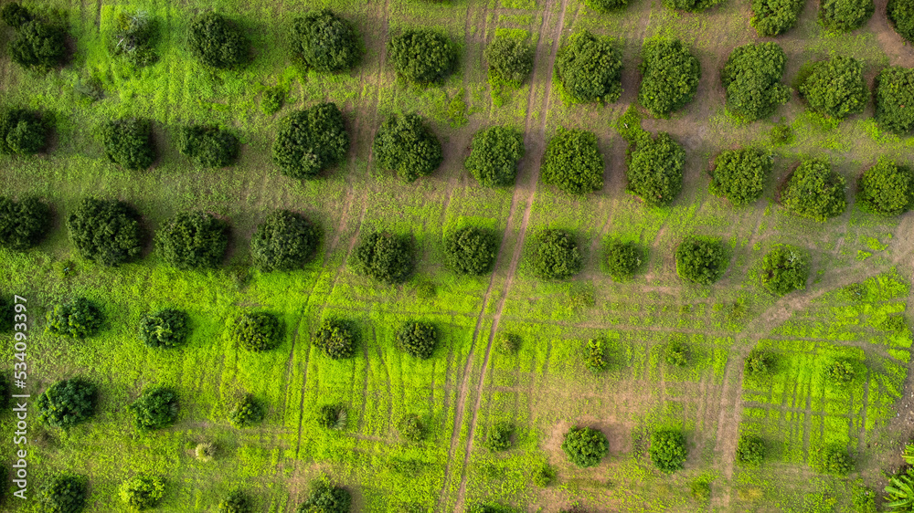 Aerial view of Cultivation trees and plantation in outdoor nursery. Beautiful agricultural garden. Cultivation business. Natural landscape background. Aerial view of Cultivation trees and plantation in outdoor nursery. Beautiful agricultural garden. Cultivation business. Natural landscape background.