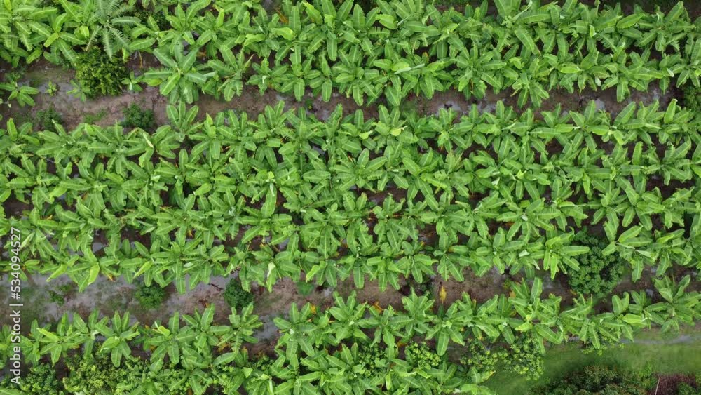 Aerial view of Cultivation trees and plantation in outdoor nursery. Beautiful agricultural banana garden. Cultivation business. Natural landscape background. Aerial view of Cultivation trees and plantation in outdoor nursery. Beautiful agricultural banana garden. Cultivation business. Natural landscape background.