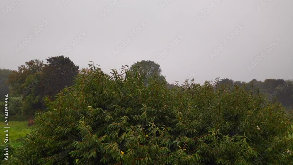 Rain falling in gusts on a chestnut tree Rain falling in gusts on a chestnut tree