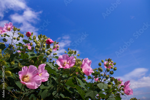 Bild auf Leinwand 青空に映える芙蓉の花