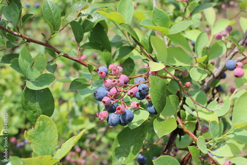 fruits of blueberry