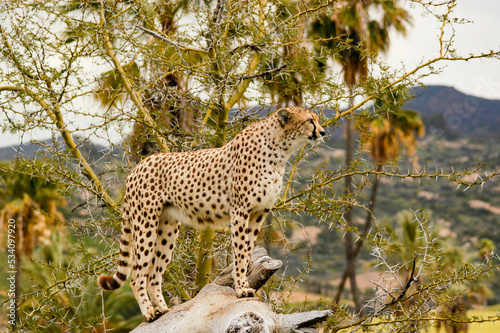 Majestic cheetah stands on a tree branch looking into the distance for prey and predators.  photo