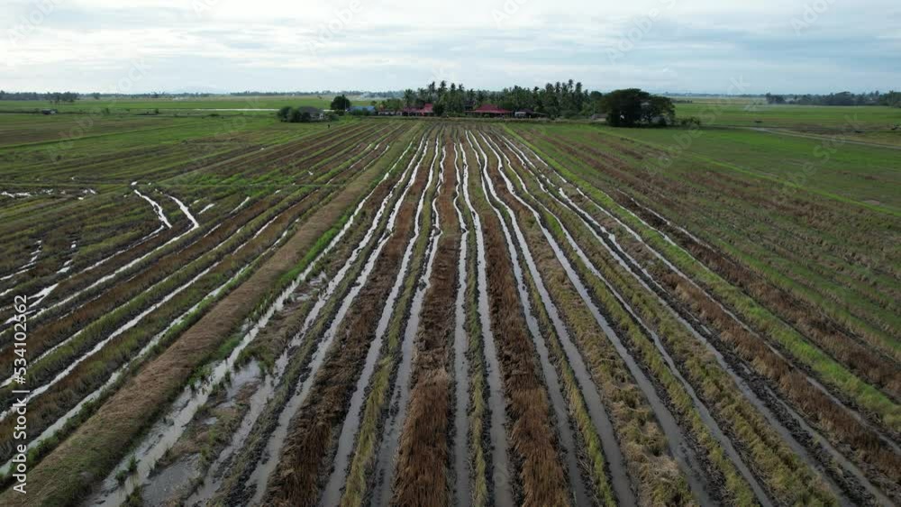 The Paddy Rice Fields of Kedah, Malaysia The Paddy Rice Fields of Kedah, Malaysia