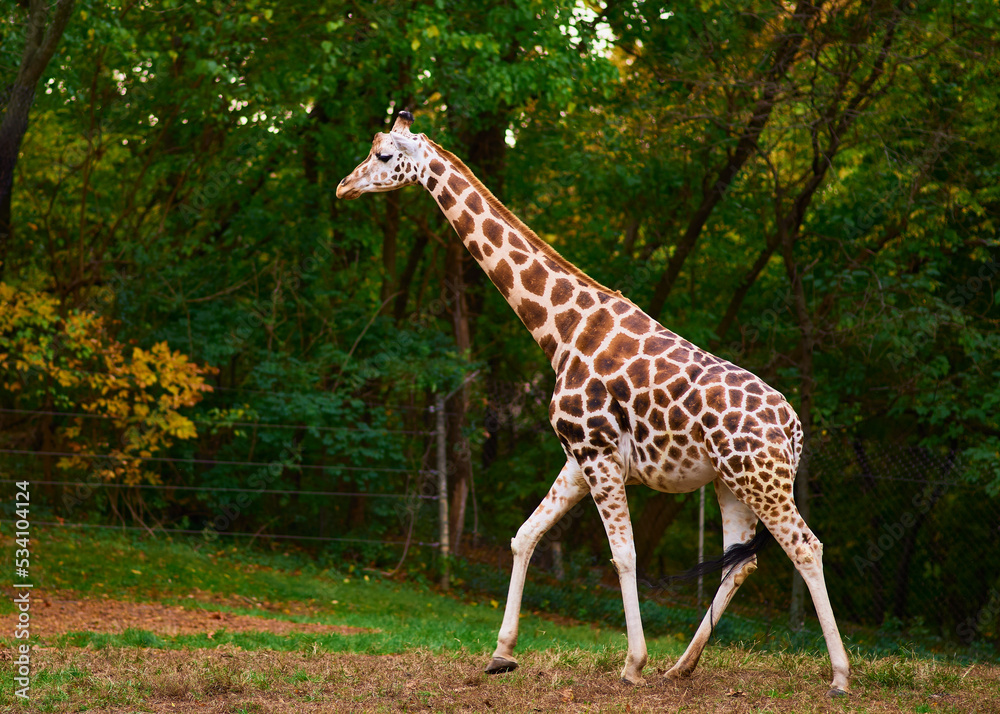 Two giraffes are roaming in their enclosure at the Bronx zoo Two giraffes are roaming in their enclosure at the Bronx zoo