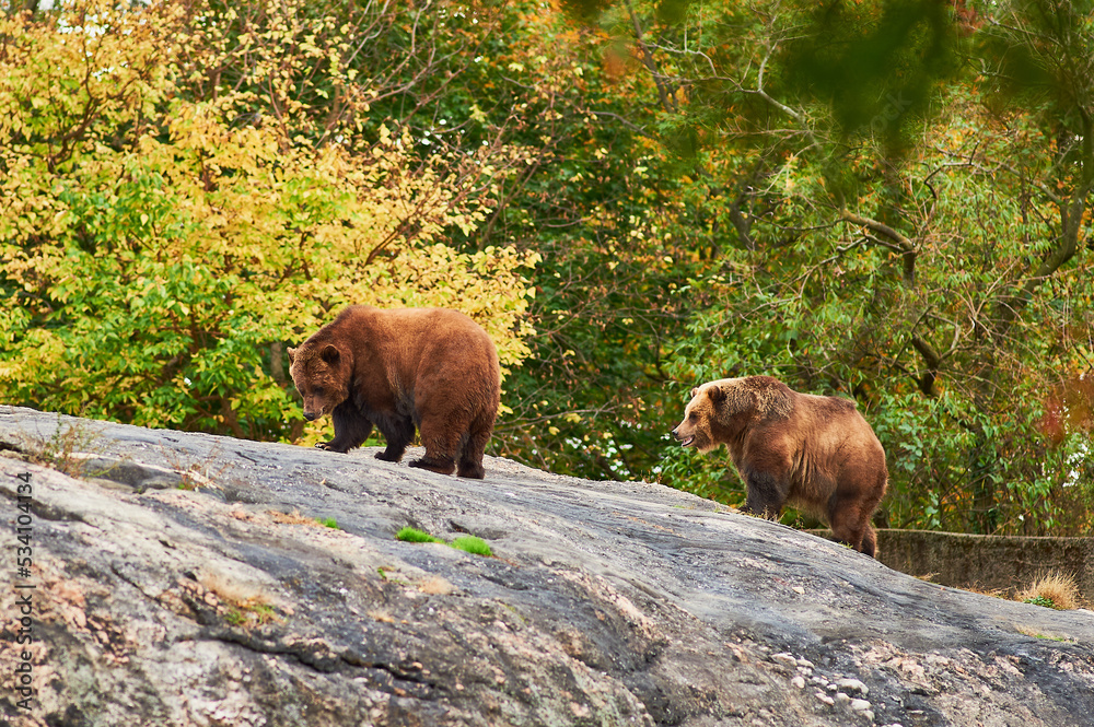 Brown Grizzly bears are roaming inside their large enclosure at the Bronx Zoo Brown Grizzly bears are roaming inside their large enclosure at the Bronx Zoo