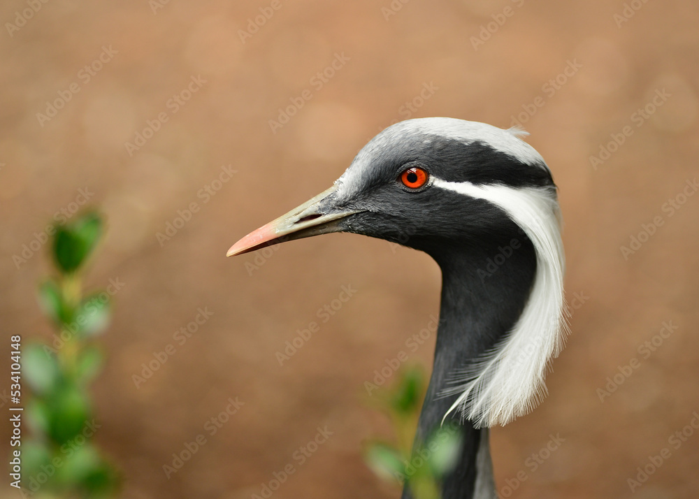 Demoiselle crane with a red eye portrait. Demoiselle crane with a red eye portrait.