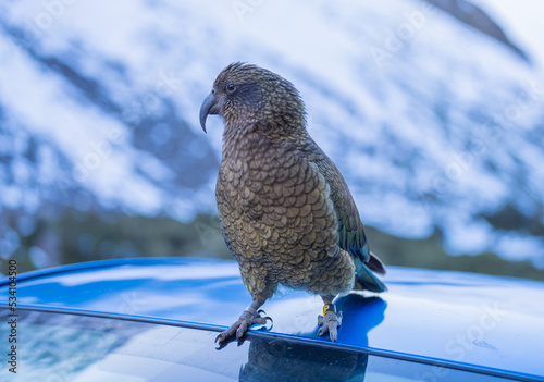 Kea Native New Zealand Parrot On a Car photo
