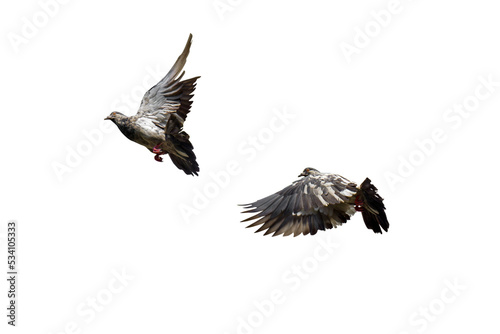 Movement Scene of Two Rock Pigeons Flying in The Air, Transparent background PNG file.