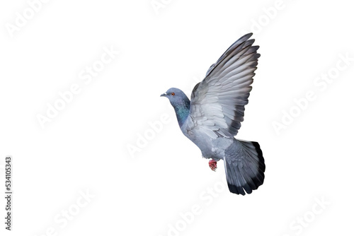 Movement Scene of Rock Pigeons Flying in The Air, Transparent background PNG file.