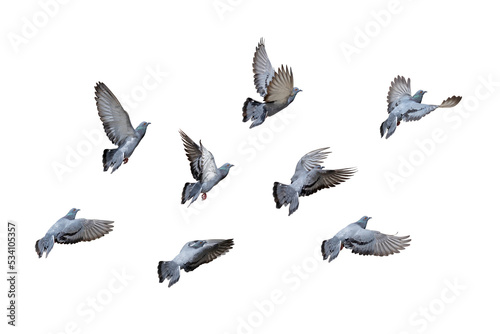 Tablou pe pânză Movement Scene of Group of Rock Pigeons Flying in The Air, Transparent background PNG file