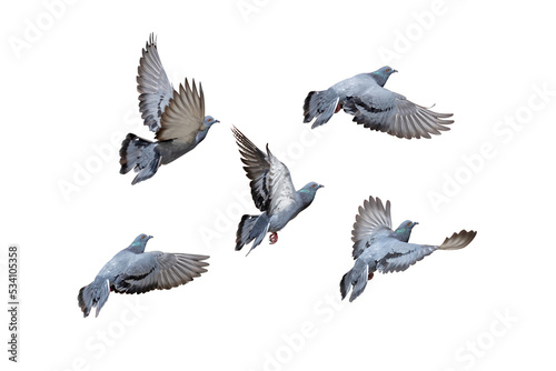 Movement Scene of Group of Rock Pigeons Flying in The Air  Transparent background PNG file.
