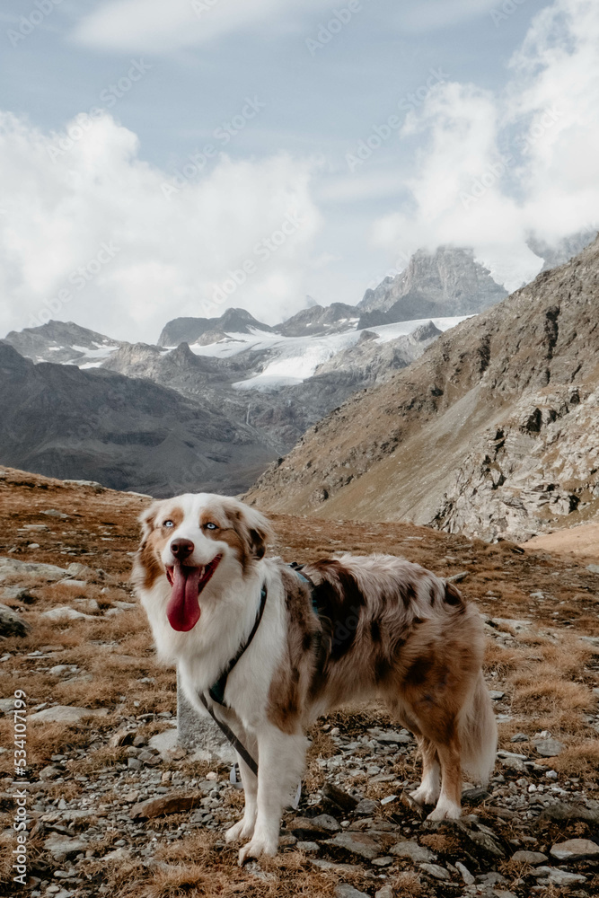 Glücklicher Australian Shepherd beim Wandern