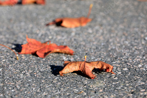 Fallen Maple Leaves on the Street in Autumn, Selective focus. 