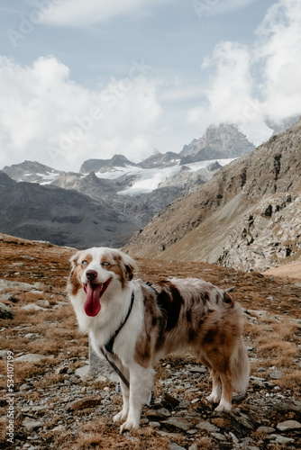 Obraz na płótnie Glücklicher Australian Shepherd beim Wandern w salonie