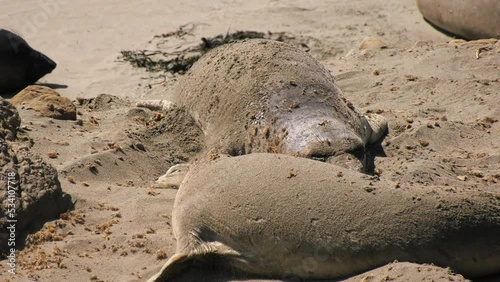 Playful Elephant seals on the beach