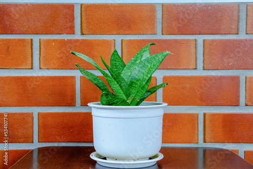 The beauty of green flower pots is in the house.