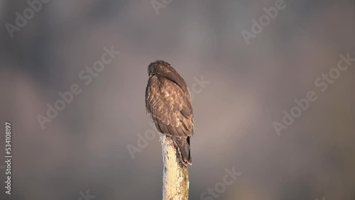 Common buzzard bird ( Buteo buteo ) photo